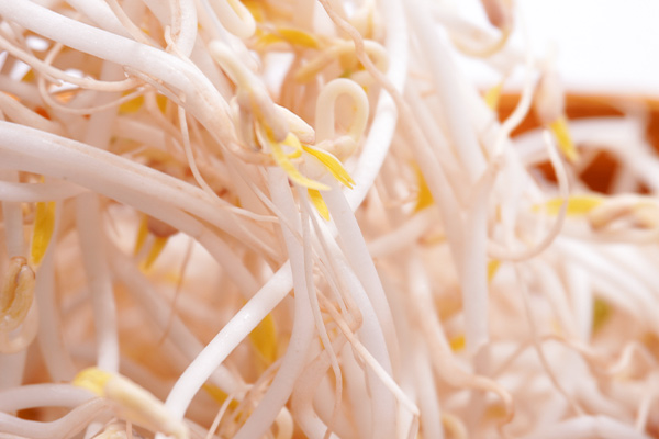 有(yǒu)機(jī)綠(lǜ)豆芽3