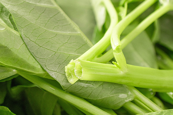 有(yǒu)機(jī)空(kōng)心菜5