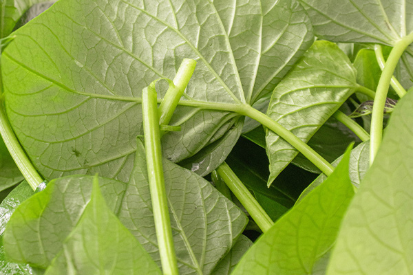 有(yǒu)機(jī)地(dì)瓜葉3